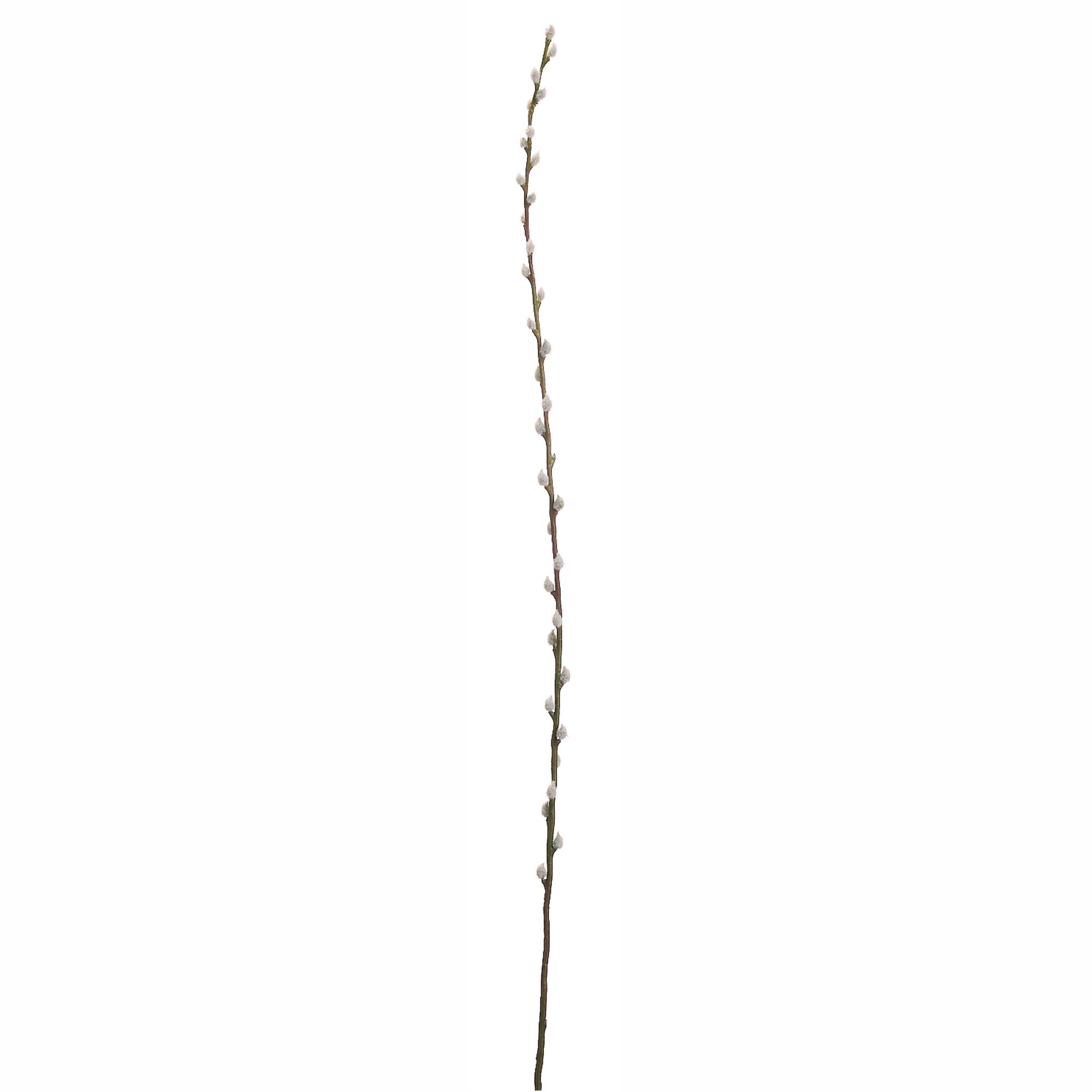 Pussy Willow Stem